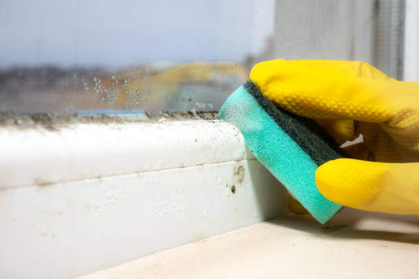 Best Localized Mold Remediation (e.g., coastal areas, humid climates) in Waldpt, OR